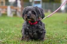 <p>Leo ma 13 lat. To pies, kt&oacute;ry trafił do schroniska z powodu choroby właścicielki. Leo jest charakterny i dość niezależny. Lubi kontakt z opiekunem, ale musi go najpierw dobrze poznać i zaufać. Dla obcych bywa nieprzyjemny. Leo potrzebuje spokojnego domu z małą liczbą domownik&oacute;w. Najlepiej, aby trafił do człowieka zr&oacute;wnoważonego, kt&oacute;ry zapewni mu rutynę i nie będzie psiaka zmuszał do kontaktu.</p>