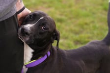 <p>Cukier to 5-letni pies, kt&oacute;ry wraz z ośmioma innymi psami został odebrany interwencyjnie z mieszkania, w kt&oacute;rym zwierzęta były pozostawione bez opieki, jedzenia i wody. Jest miły, ale bardzo emocjonalny i wymaga pracy, kt&oacute;ra pomoże mu się wyciszyć i uspokoić. Ma problem z czystością, co jest zrozumiałe z uwagi na to, w jakich warunkach żył.</p>