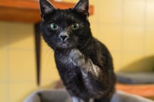 <p>7-letni kocurek, niezwykle przyjazny, łagodny i bardzo spragniony kontaktu z człowiekiem. Uwielbia głaskanie i chętnie spędza czas blisko ludzi.</p>