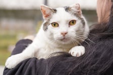 <p>11-letni spokojny kocurek, kt&oacute;ry trafił pod nasza opiekę po śmieci właściciela. Przyjazny, ale raczej samotnik szuka odpowiedzialnego domu.</p>