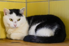 <p>Roczny kocurek do schroniska trafił jako znaleziony, miał na sobie obr&oacute;żkę z dzwoneczkiem. Kocurek jest pełen energii i przyjazny wobec ludzi.</p>