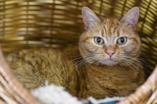 <p>8-letnia kotka lubi towarzystwo człowieka, ale na własnych zasadach, powinna być kocią jedynaczką, trafić do bardzo spokojnego domu bez innych zwierząt, ale r&oacute;wnież bez dzieci.&nbsp;</p>