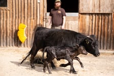 <p>Byczek Pedro z mamą</p>