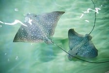 <p>Orlenie cętkowane</p>