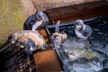 <p>Młode pingwiny przylądkowe</p>