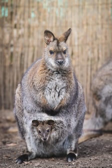 <p>Walabia Benetta z mlodym w torbie</p>