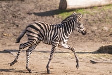 <p>Zebra Brukselka</p>