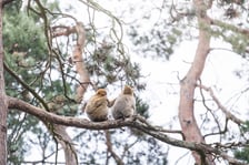 Makaki berberyjskie (magoty) we wrocławskim zoo