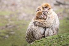 Makaki berberyjskie (magoty) we wrocławskim zoo