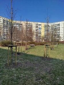 Wiosenne nasadzenia drzew i krzewów