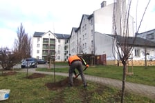 Wiosenne nasadzenia drzew i krzewów