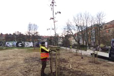 Wiosenne nasadzenia drzew i krzewów