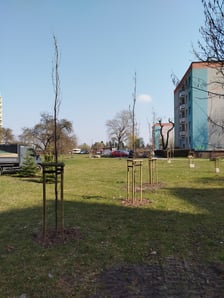 Wiosenne nasadzenia drzew i krzewów