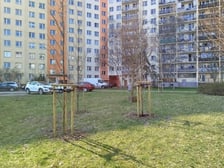 Wiosenne nasadzenia drzew i krzewów