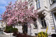 Zjawiskowa magnolia rosnąca przy zabytkowej kamienicy przy Podwalu.