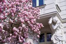 Zjawiskowa magnolia rosnąca przy zabytkowej kamienicy przy Podwalu.