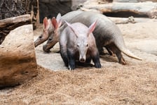 Mrówniki z wrocławskiego zoo