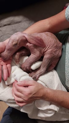 Mrównik Bubu tuż po narodzinach