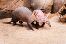 Mrówniki z wrocławskiego zoo