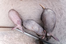 Mrówniki z wrocławskiego zoo