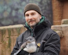 <p>Paweł Borecki, doktorant UPWr, opiekun pingwin&oacute;w w zoo Wrocław z jednym ze swoich podopiecznych</p>