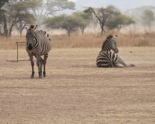 Prof. Marta Osypińska i prof. Piotr Osypiński  podczas poprzedniego rekonesansku w Tanzanii (2)