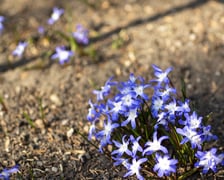 Na przełomie marca i kwietnia w Ogrodzie Botanicznym kwitnie wiele roślin.