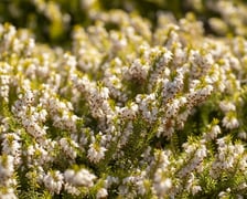 Na przełomie marca i kwietnia w Ogrodzie Botanicznym kwitnie wiele roślin.