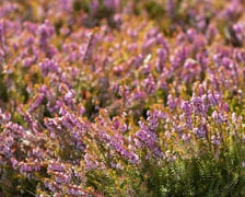 Na przełomie marca i kwietnia w Ogrodzie Botanicznym kwitnie wiele roślin.