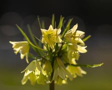 Na przełomie marca i kwietnia w Ogrodzie Botanicznym kwitnie wiele roślin.