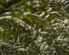 Na przełomie marca i kwietnia w Ogrodzie Botanicznym kwitnie wiele roślin.