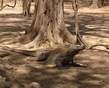 Flores, Padar i Komodo