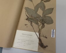 Herbarium. Muzeum Przyrodniczego Uniwersytetu Wrocławskiego