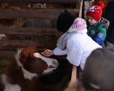 Żywa szopka przy kościele NMP Matki Bożej Pocieszenia na Wittigowie (Biskupin) przyciąga tłumy wrocławian. To bezpłatna atrakcja przede wszystkim dla rodzin z małymi dziećmi. Mogą tu pogłaskać kucyki, nakarmić owce i osiołki. Szopkę można odwiedzić do 8 stycznia.