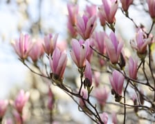 Magnolie w Ogrodzie Botanicznym we Wrocławiu