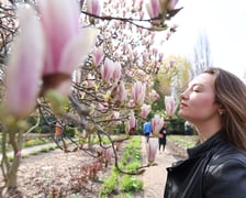 Magnolie w Ogrodzie Botanicznym we Wrocławiu