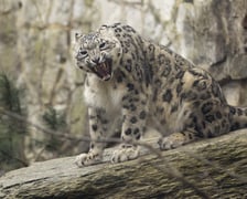 <p>Pantera - wrocławskie zoo</p>