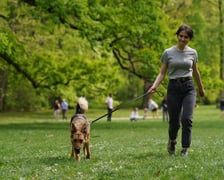 Piknik Adopcyjny Fundacji Centaurus w Parku Południowym