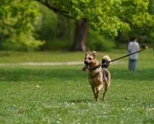 Piknik Adopcyjny Fundacji Centaurus w Parku Południowym