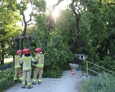 Drzewo spadło na ścieżkę spacerową na Biskupinie