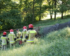 Drzewo spadło na ścieżkę spacerową na Biskupinie