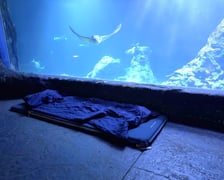 <p>W Tunelu Mozambickim wrocławskiego Afrykarium można spędzić noc. Najpierw oprowadzają nas edukatorzy, potem śpimy "na dnie oceanu". Rano budzi nas hipopotam.</p>