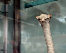 Kolekcja zarekwirowanych wakacyjnych pamiątek. Można je zobaczyć w gablocie w terminalu wrocławskiego lotniska