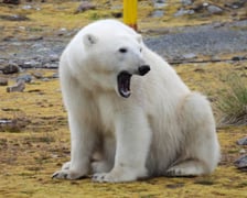 <p>Niedźwiedź polarny w pobliżu Polskiej Stacji Polarnej Hornsund na Spitsbergenie</p>