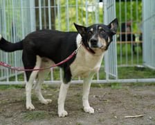 Piknik Adopcyjny Fundacji Centaurus w Parku Południowym