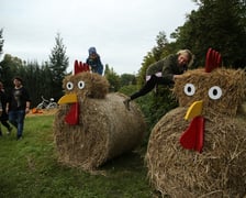 Dyniowa Farma we Wrocławiu