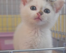 Kocięta do adopcji z wrocławskiego schroniska