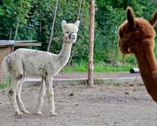 <p>Alpaki na ranczu Yellowstone&nbsp;</p>