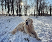 Golden retriever