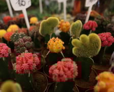 Festiwal #KupujŚwiadomie w Czasoprzestrzeni.